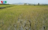 Cánh đồng lúa ở Gia Lai bị hạn hán. Ảnh: Công Bắc