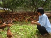Thu tiền tỷ từ nuôi gà thả vườn