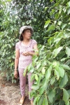 Chị Huế bên vườn tiêu ở Ia Blang, Chư Sê